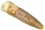 Fossil Spinosaurus Tooth - Real Dinosaur Tooth #298354-1